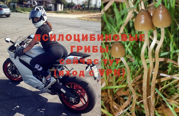 стаф Алзамай